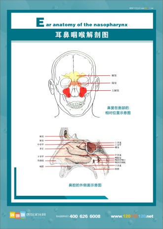 人體解剖圖 五官解剖圖 醫(yī)學(xué)人體解剖圖 人體結(jié)構(gòu)解剖圖 耳鼻咽喉解剖圖