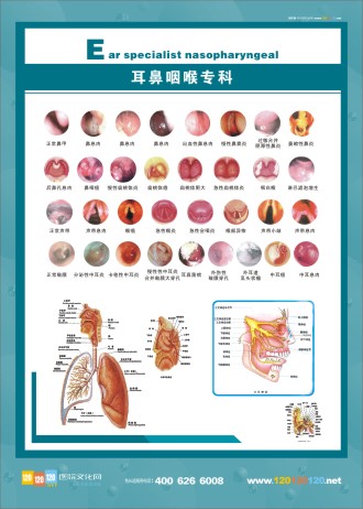 耳鼻咽喉解剖圖 人體解剖圖 五官解剖圖 醫(yī)學(xué)人體解剖圖 五官科標(biāo)語