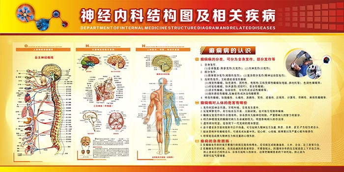 神經(jīng)內(nèi)科圖片   醫(yī)院科室圖片     人體神經(jīng)結(jié)構(gòu)圖