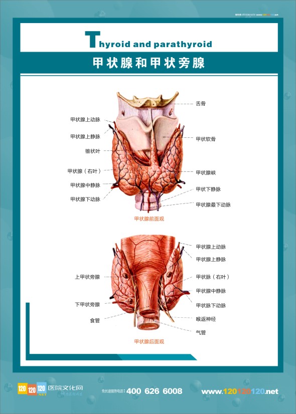 人體甲狀腺解剖圖 內(nèi)分泌科結構圖-甲狀腺和甲狀旁腺