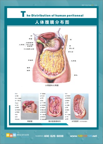 腹膜解剖圖 人體腹部解剖圖 醫(yī)學人體解剖圖  