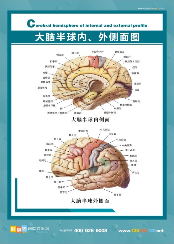 醫(yī)學解剖圖-大腦解剖圖半球內(nèi)、外側面圖