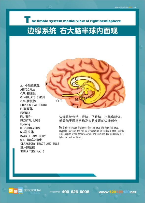 大腦邊緣系統(tǒng)  大腦解剖結構圖 醫(yī)學解剖圖-邊緣系統(tǒng)右大腦半球內(nèi)面觀