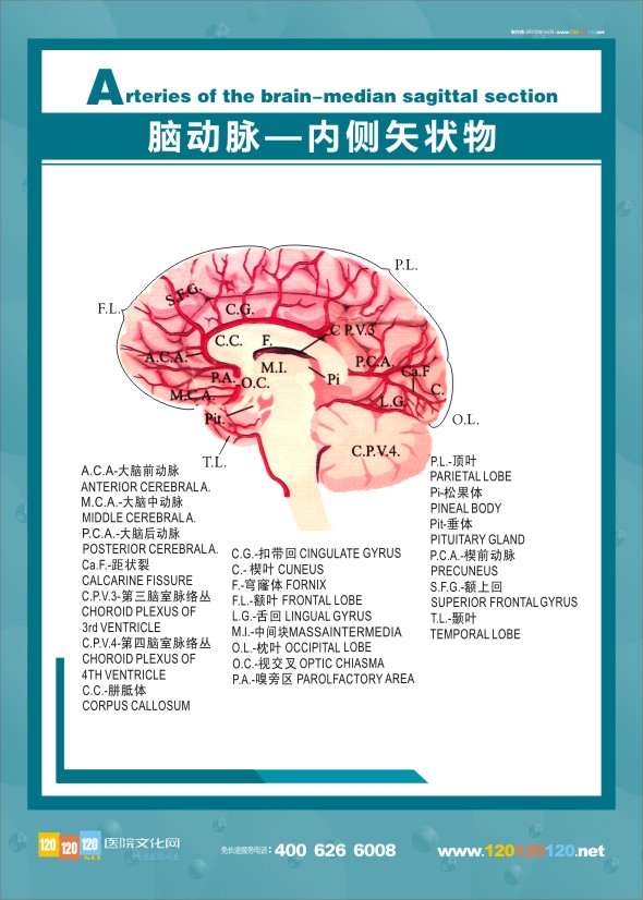 大腦解剖圖 醫(yī)學解剖圖-腦動脈-內(nèi)側矢狀物