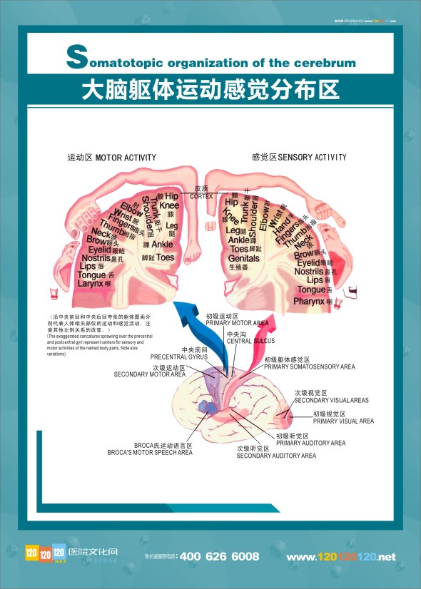 醫(yī)學人體解剖圖 大腦解剖圖 大腦解剖結構圖 醫(yī)學解剖圖-大腦軀體運動感覺分布圖