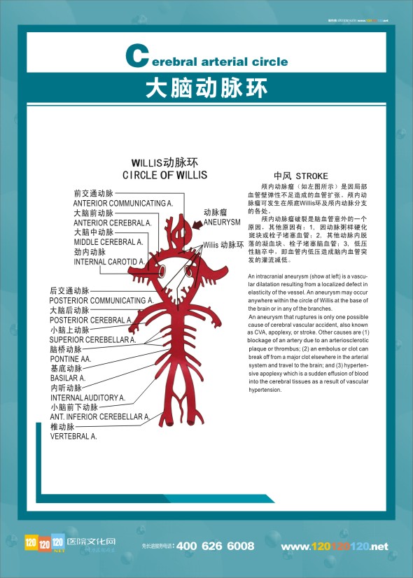 大腦解剖圖  醫(yī)學解剖圖-大腦動脈環(huán)