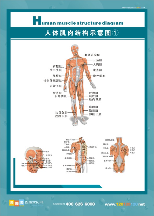 人體神經(jīng)結(jié)構(gòu)圖-人體肌肉示意圖1