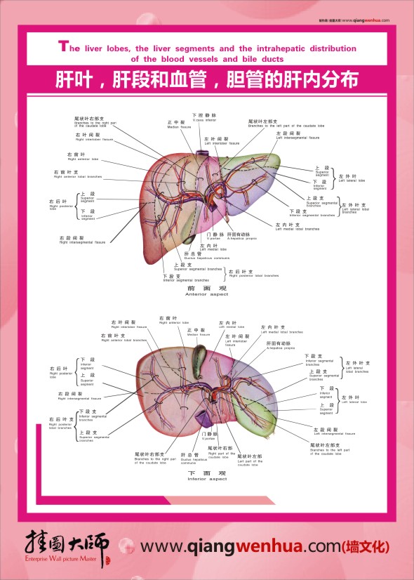 人體肝臟圖 人體肝臟解剖圖