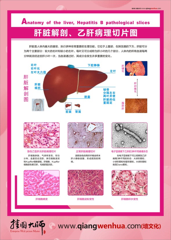 肝臟陪剖圖  肝臟病理切片圖